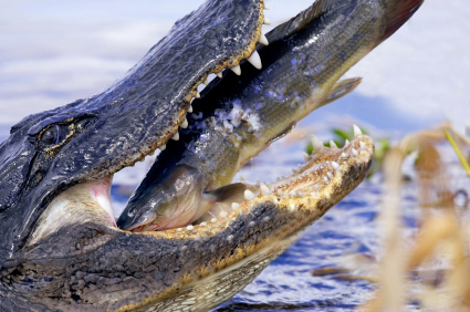alligator facts about florida alligators