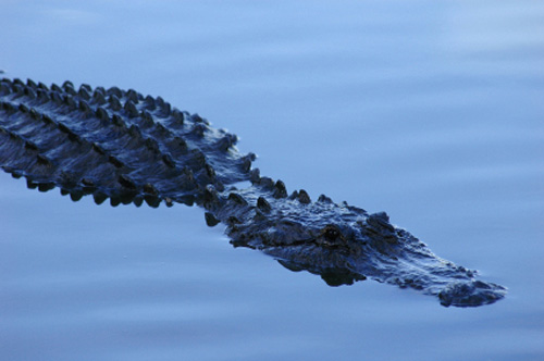 When you are near fresh water in Florida, always be alert for alligators moving quietly though it.