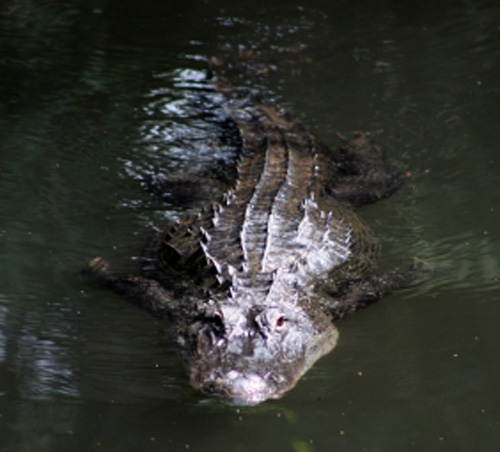 Consider all freshwater as ripe for a Florida alligator attack.