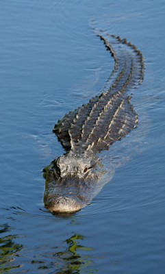 alligator facts about florida alligators