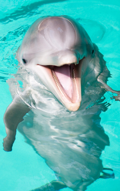 florida bottlenose dolphin facts for you