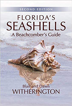 Learn more about Florida's Sea Shells.