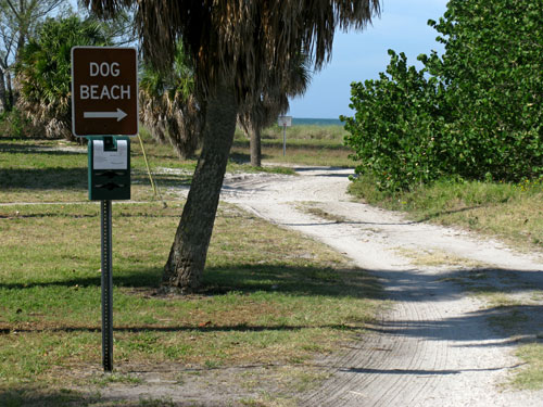 the fort desoto dog beach is over 300 yards long and provides a great environment for dogs to play in the ocean