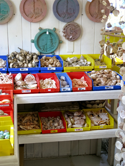 florida shell shop inside shelves treasure island fl