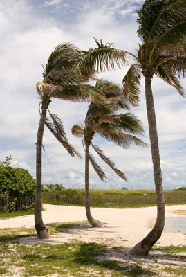 florida hurricane season palms