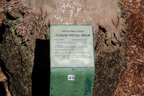 gizella kopsick palm arboretum palm species sign