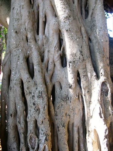historic round lake park banyan tree detail