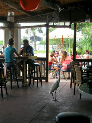 henry the heron at jd's restaurant on indian rocks beach