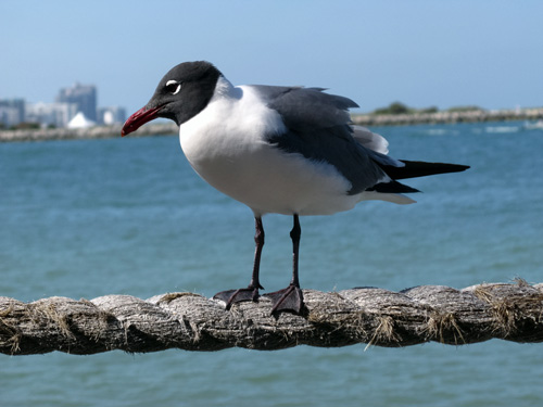 breakfast at jimmys fish house seagull