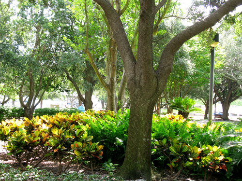 pioneer park view of landscaping in st petersburg fl