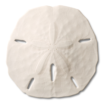 florida beaches sand dollar