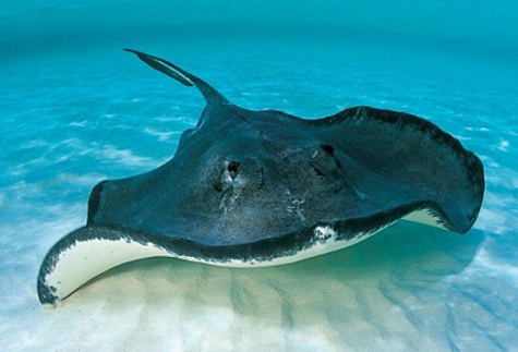 Knowing some stingray facts can make your time on the Florida Beach more enjoyable.
