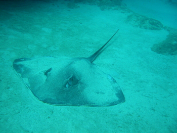 stingray fact they blend in on the bottom