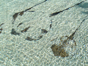 atlantic stingray in florida beach waters