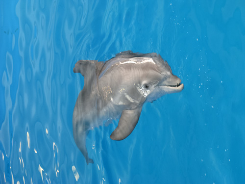 winter the dolphin at clearwater marine aquarium in clearwater fl