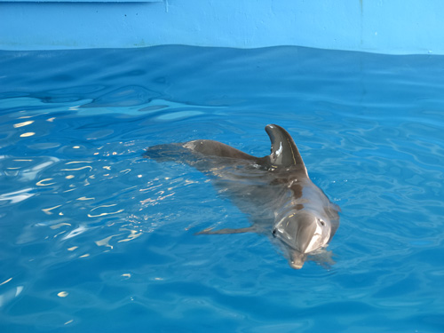 winter the dolphin at clearwater marine aquarium in clearwater fl