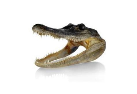You can purchase a real alligator head on Amazon. Follow the link.