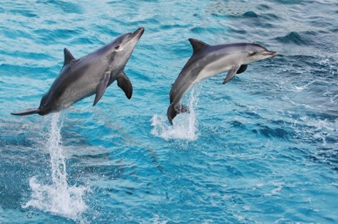 bottlenose dolphin facts