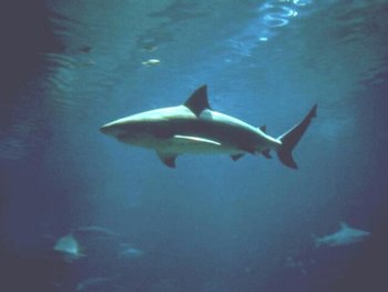 most shark attacks on florida beaches are from bull sharks