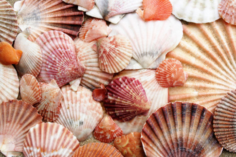 Learn how to clean sea shells and sand dollars like a pro.