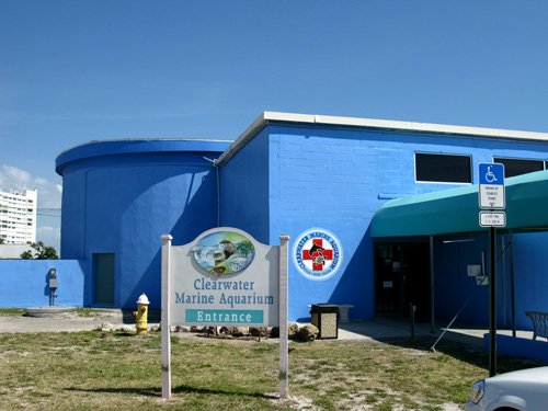 clearwater marine aquarium home of winter the dolphin