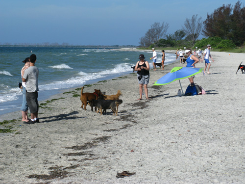 the fort desoto dog beach draws a crowd on weekends