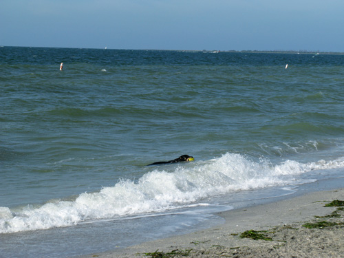lots of pets like to swim at the fort desoto dog beach