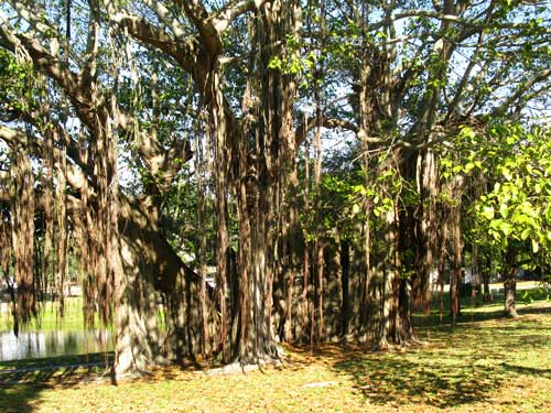 historic round lake park banyan tree