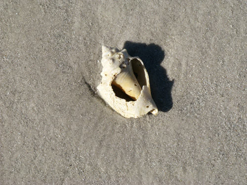 you can find interesting shells at middle jetty on sunset beach
