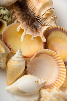 sea shells of the florida beach