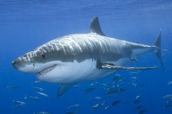 florida beach vacation shark facts