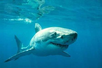 shark facts to reduce shark attacks on florida beaches