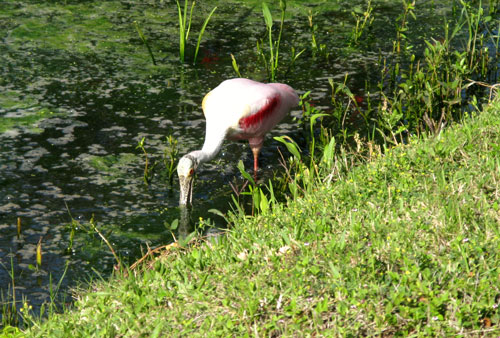 breakfast at sebastians roseate spoonbill