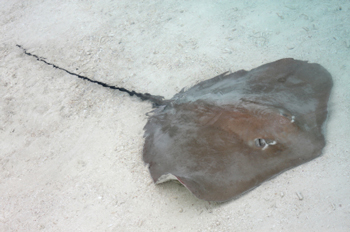 stingray season warning sign treasure island florida