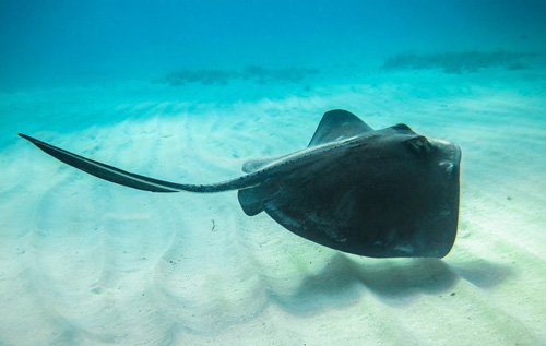 You must be continuously aware of where you step during stingray season.