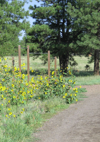 Pull up bras in Buffalo Park, Flagstaff AZ.